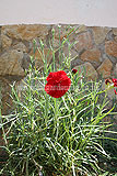 Dianthus