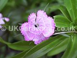 Dianthus