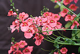 Diascia fetcaniensis