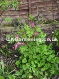 Dicentra spectabilis (Bleeding heart, Dutchman's trousers)