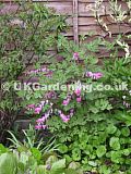 Dicentra spectabilis (Bleeding heart, Dutchman's trousers)