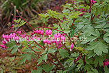 Dicentra spectabilis (Bleeding heart, Dutchman's trousers)