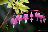 Dicentra spectabilis (Bleeding heart, Dutchman's trousers)