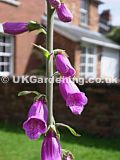 Digitalis purpurea (Foxglove)