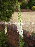 Digitalis purpurea f. alba, syn. D.p. 'Alba', D.p. var. albiflora (Foxglove)