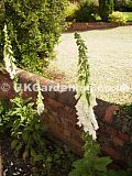 Digitalis purpurea f. alba, syn. D.p. 'Alba', D.p. var. albiflora (Foxglove)