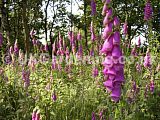 Digitalis purpurea (Foxglove)