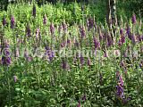 Digitalis purpurea (Foxglove)