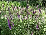 Digitalis purpurea (Foxglove)