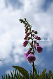 Digitalis purpurea (Foxglove)