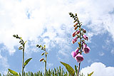 Digitalis purpurea (Foxglove)