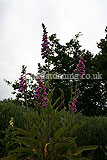 Digitalis purpurea (Foxglove)