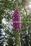 Digitalis purpurea (Foxglove)