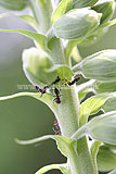 Digitalis purpurea (Foxglove)