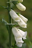 Digitalis purpurea (Foxglove)