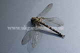 Aeshna juncea (Common Hawker) - Dragonfly