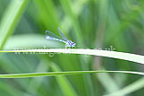 Enallagma cyathigerum (Common blue damselfly)