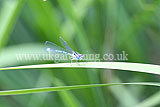 Enallagma cyathigerum (Common blue damselfly)