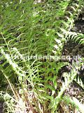 Dryopteris lacera (Fern)