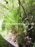 Dryopteris lacera (Fern)