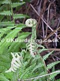 Dryopteris lacera (Fern)