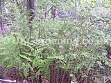 Dryopteris lacera (Fern)