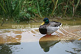 Male mallard duck (Anas Platyrhynchos)