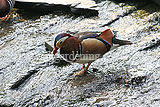 Male mandarin duck (Aix galericulata)