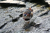 Male mandarin duck (Aix galericulata)