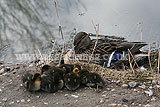 Female mallard duck (Anas Platyrhynchos) with ducklings