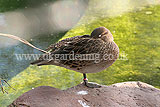 Female mallard duck (Anas Platyrhynchos)