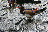 Male mandarin duck (Aix galericulata)