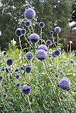 Echinops ritro (Thistle, Globe Thistle)