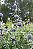 Echinops ritro (Thistle, Globe Thistle)