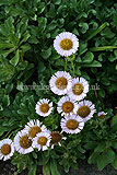 Erigeron glaucus (Fleabane, Mexican fleaband, Seaside daisy, Australian daisy)