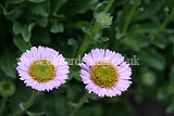 Erigeron glaucus (Fleabane, Mexican fleaband, Seaside daisy, Australian daisy)