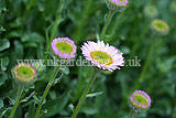 Erigeron glaucus (Fleabane, Mexican fleaband, Seaside daisy, Australian daisy)