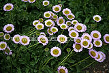 Erigeron glaucus (Fleabane, Mexican fleaband, Seaside daisy, Australian daisy)