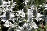 Eryngium giganteum (Miss Wilmott's ghost)