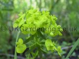 Euphorbia