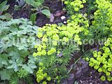 Euphorbia