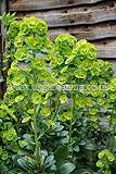 Euphorbia