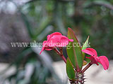 Euphorbia milii var. splendens (Coronne des Epines)