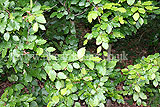 Fagus sylvatica (European beech, Common Beech)