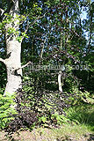 Fagus sylvatica purperea (Purple beech)