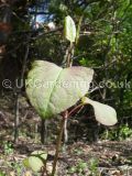 Fallopia japonica syn. Polygonum cuspidatum (Japanese knotweed)