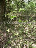 Fallopia japonica syn. Polygonum cuspidatum (Japanese knotweed)