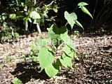 Fallopia japonica syn. Polygonum cuspidatum (Japanese knotweed)