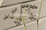 Fennel (seedhead)