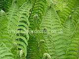 Fern